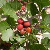 Rhus aromatica (Fragrant Sumac, Sweet scented Sumac)