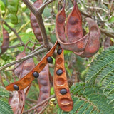 Acacia decurrens (Green Wattle Acacia)