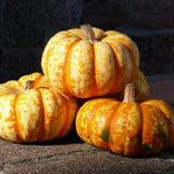 Hooligan PMT F1 Hybrid Pumpkin (Cucurbita maxima)