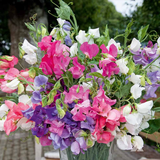 LATHYRUS odoratus 'Bijou Mix' (Annual Sweet Pea, Dwarf - Bijou Mix)