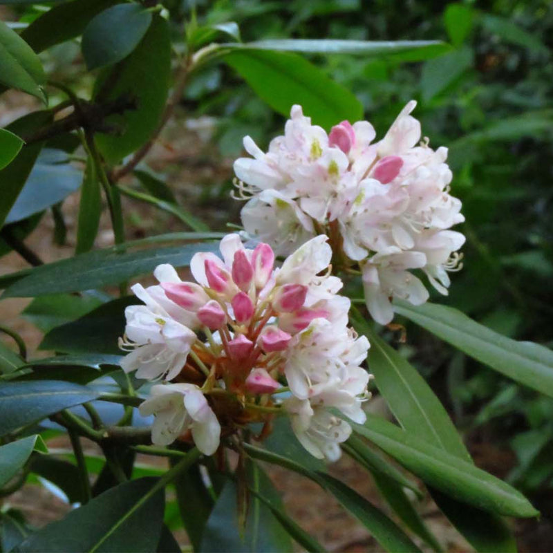 Rhododendron maximum (Great Laurel, Rosebay, Rosebay Rhododendron)