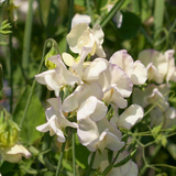 LATHYRUS odoratus 'High Scent' (Annual Sweet Pea, Very Fragrant - High Scent)