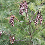 Pinus strobus (Europe) (Eastern White Pine, White Pine, Weymouth Pine, Northern White Pine)