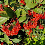 Cotoneaster coriaceus  d.b. (Milkflower Cotoneaster)