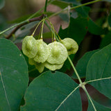 Ptelea trifoliata d.w. (Common Hoptree, Hop Tree, Wafer Ash)