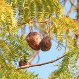 Jacaranda mimosaefolia (Jacaranda Tree, Black Poui, Blue Jacaranda, Green Ebony Tree, The Fern Tree)