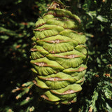 Sequoia gigantea (Giant Sequoia, Sierra Redwood, Dr. Seuss Tree)