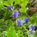 BAPTISIA australis (Blue Wild Indigo)