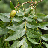 Carya illinoinensis (Pecan, Wild Pecan)