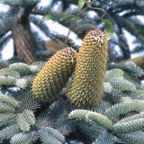 Abies procera glauca (Blue Danish fir, Blue Noble Fir)