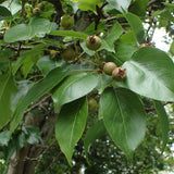 Pyrus ussuriensis (Chinese Pear, Sand Pear, Harbin Pear)