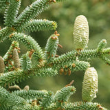 Abies pinsapo (Spanish Fir)