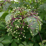 Viburnum cassinoides (Possumhaw, Wild Raisin, Withe Rod)