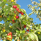 Cornus mas (Cornelian Cherry)