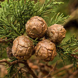 Cupressus macrocarpa (Monterey Cypress)