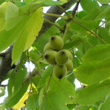 Juglans major (Arizona Walnut)