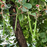 Bauhinia purpurea (Purple Bauhinia)