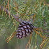 Pinus taeda (Loblolly Pine, Frankincense Pine)