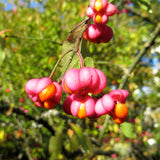 Euonymus sieboldianus (Yeddo Euonymus)