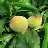 Prunus persica Lovell (Peach, Lovell Peach)