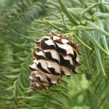 Cuninghamia lanceolata (Chinese Cunninghamia, Chinese Fir)