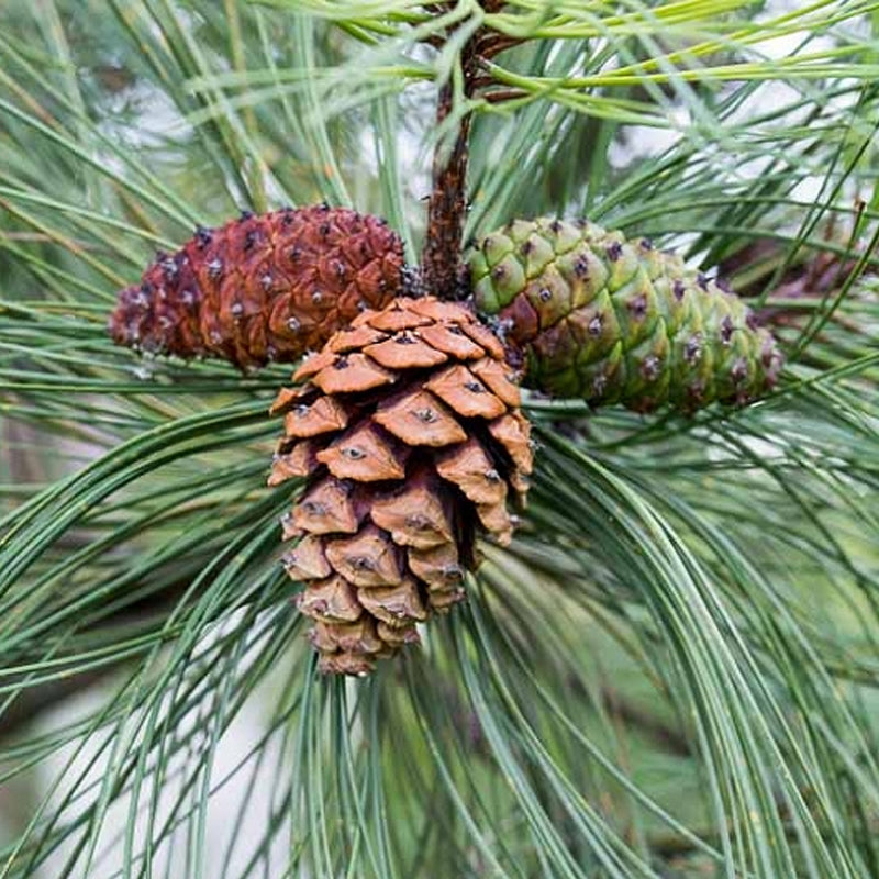 Pinus ponderosa (Ponderosa Pine)