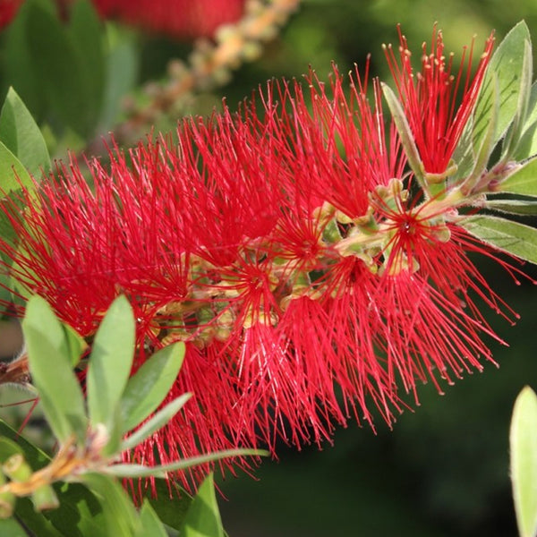 Callistemon rigidus (Stiff Bottlebrush) – MySeedsCo