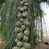 Casuarina equisetifolia (Beach Sheoak, Australian Pine)