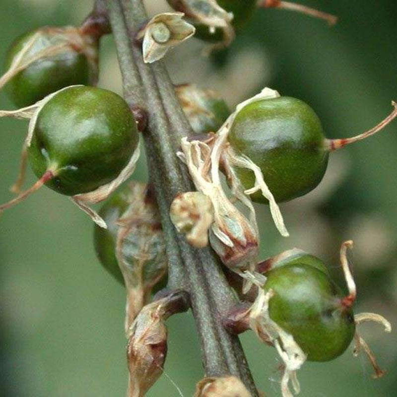 dracaena indivisa seeds Cordyline indivisa (australis) (Blue Dracaena) – MySeedsCo
