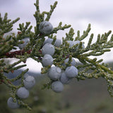 Juniperus scopulorum (Rocky Mountain Juniper, Rocky Mt. Juniper)