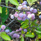 Prunus maritima (Beach Plum)
