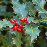 Ilex aquifolium (English Holly)