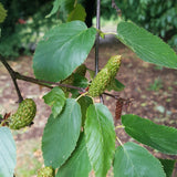 Betula lenta (Sweet Birch)