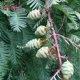 Metasequoia glyptostroboides (Dawn Redwood)