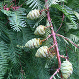 Metasequoia glyptostroboides (Dawn Redwood) Min. Cut 80% Germ.