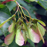 Acer ginnala d.w. (Amur Maple)