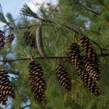 Pinus griffithi (wallichiana) (Western Himalayan Pine)