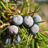 Juniperus communis (Common Juniper)