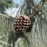 Pinus sabiniana (California Foothill Pine, Digger Pine)