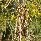 Parkinsonia aculeata (Jerusalem Thorn, Jellybean Tree, Mexican Palo Verde, Palo Verde)