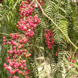 Schinus molle (Peruvian Peppertree, Pepper Tree)