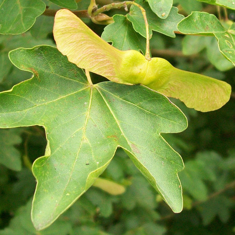 Acer campestre d.w. (Hedge Maple)