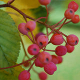 Sorbus alnifolia (Korean Mountain Ash)