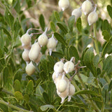 Sophora secundiflora (Mescal Bean Tree, Texas Mountain Laurel)
