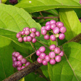 Callicarpa dichotoma c.s. (Beauty Bush)