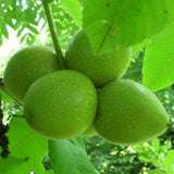 Juglans ailantifolia (Japanese Walnut)