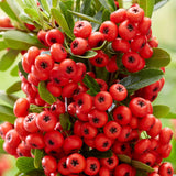 Pyracantha coccinea c.s. (Scarlet Firethorn)