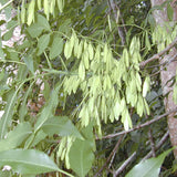 Fraxinus chinensis (Chinese Ash)