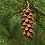 Pinus strobus (Wisconsin) (Eastern White Pine, White Pine, Weymouth Pine)