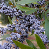 Myrica cerifera (Southern Waxmyrtle)